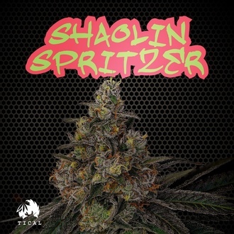Shaolin Spritzer (TICAL) Feminiserade