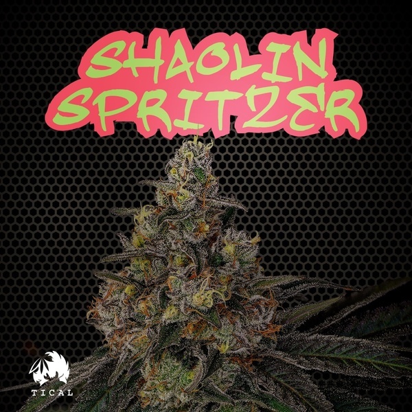Shaolin Spritzer (TICAL) Feminiserade