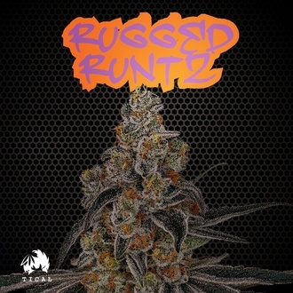 Rugged Runtz (TICAL) Feminiserade