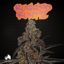 Rugged Runtz (TICAL) Feminiserade