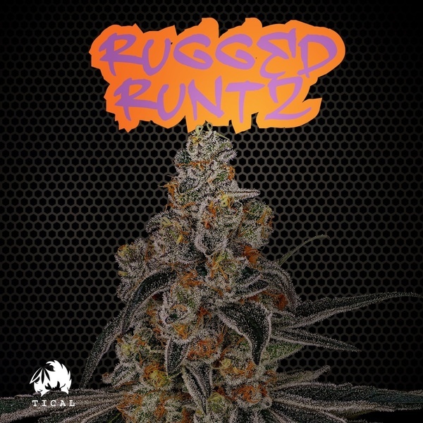 Rugged Runtz (TICAL) Feminiserade