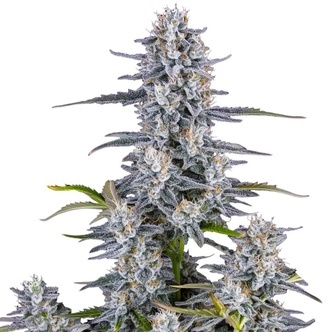 Super Boof Auto (FastBuds) feminiserade