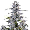 Super Boof Auto (FastBuds) Feminiserade