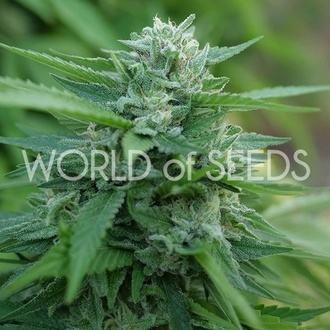 Mongolia THC Free (World of Seeds) Feminiserade