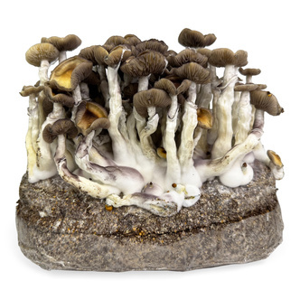 Zamnesia Ready-2-Grow-p&aring;se &rdquo;Golden Teacher&rdquo;