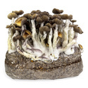 Zamnesia Ready-2-Grow Bag "Golden Teacher"