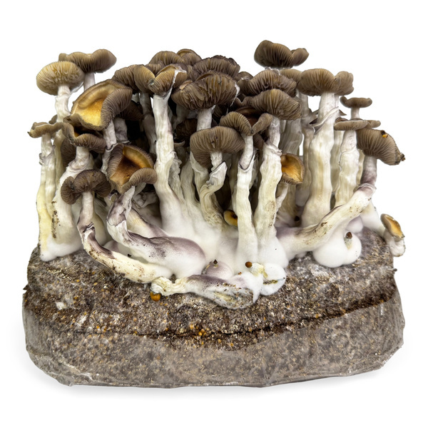 Zamnesia Ready-2-Grow Bag "Golden Teacher"