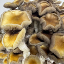 Zamnesia Ready-2-Grow Bag "Golden Teacher"