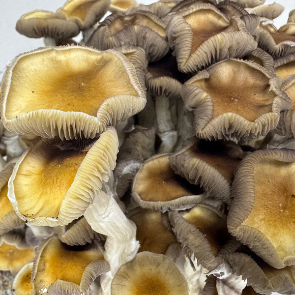 Zamnesia Ready-2-Grow Bag "Golden Teacher"