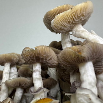 Zamnesia Ready-2-Grow Bag "Golden Teacher"