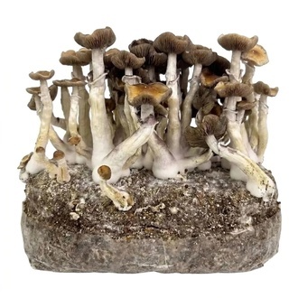 Zamnesia Ready-2-Grow Bag "Golden Teacher"