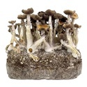 Zamnesia Ready-2-Grow Bag "Golden Teacher"