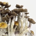 Zamnesia Ready-2-Grow Bag "Golden Teacher"