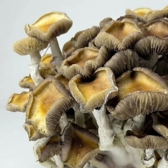 Zamnesia Ready-2-Grow Bag "Golden Teacher"