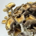 Zamnesia Ready-2-Grow Bag "Golden Teacher"