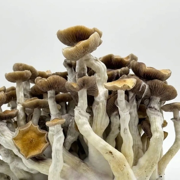 Zamnesia Ready-2-Grow Bag "Golden Teacher"