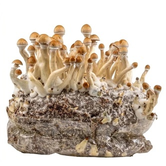 Zamnesia Ready-2-Grow Bag "Golden Teacher"