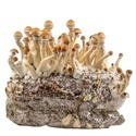 Zamnesia Ready-2-Grow Bag "Golden Teacher"
