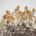 Zamnesia Ready-2-Grow Bag "Golden Teacher"