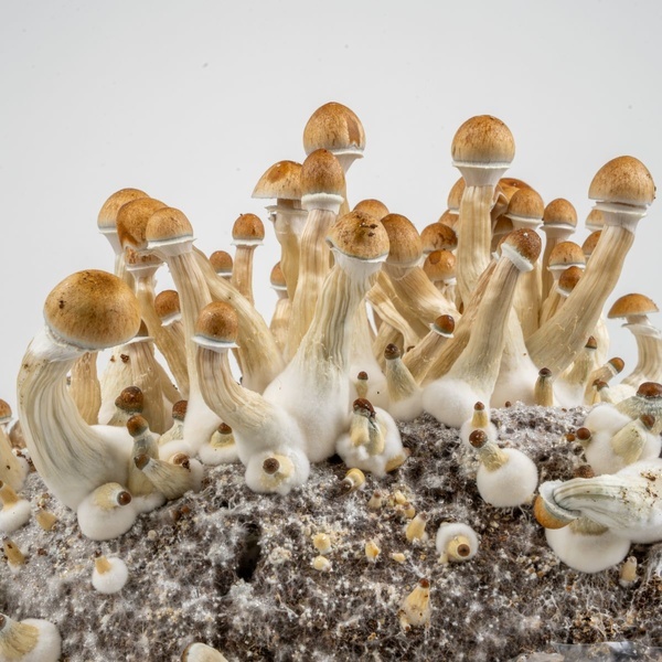 Zamnesia Ready-2-Grow Bag "Golden Teacher"