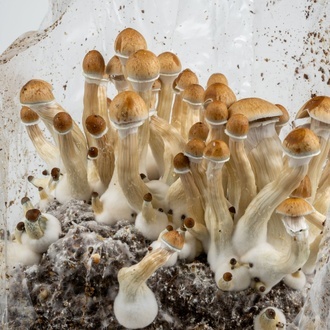 Zamnesia Ready-2-Grow Bag "Golden Teacher"