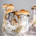 Zamnesia Ready-2-Grow Bag "Golden Teacher"