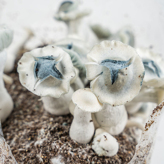 Zamnesia Ready-2-Grow Bag ”APE”