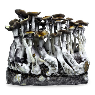 Zamnesia Ready-2-Grow Bag &rdquo;McKennaii&rdquo;