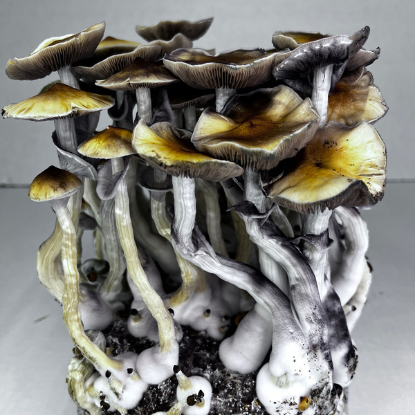 Zamnesia Ready-2-Grow Bag ”McKennaii”