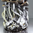 Zamnesia Ready-2-Grow Bag ”McKennaii”