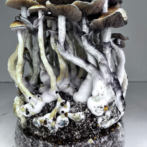 Zamnesia Ready-2-Grow Bag ”McKennaii”