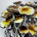 Zamnesia Ready-2-Grow Bag ”McKennaii”