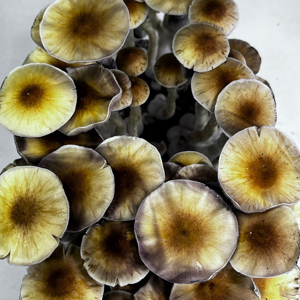 Zamnesia Ready-2-Grow Bag ”McKennaii”