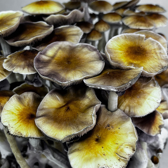 Zamnesia Ready-2-Grow Bag ”McKennaii”