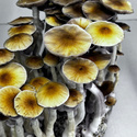 Zamnesia Ready-2-Grow Bag ”McKennaii”
