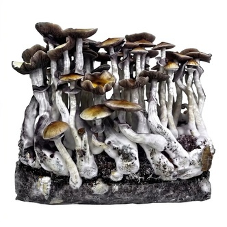Zamnesia Ready-2-Grow Bag &rdquo;McKennaii&rdquo;