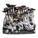 Zamnesia Ready-2-Grow Bag ”McKennaii”