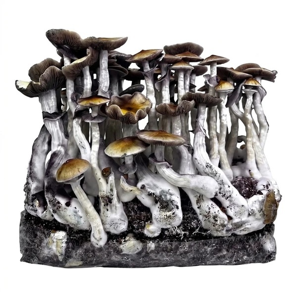Zamnesia Ready-2-Grow Bag ”McKennaii”