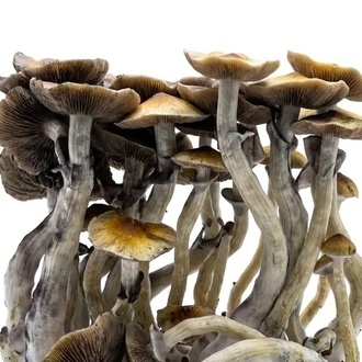 Zamnesia Ready-2-Grow Bag ”McKennaii”
