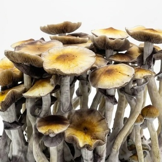 Zamnesia Ready-2-Grow Bag ”McKennaii”