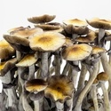 Zamnesia Ready-2-Grow Bag ”McKennaii”
