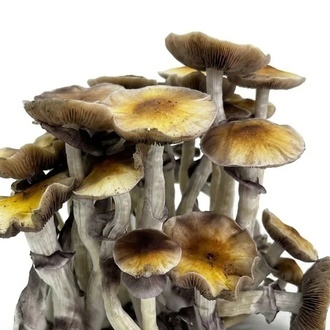 Zamnesia Ready-2-Grow Bag ”McKennaii”