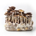 Zamnesia Ready-2-Grow Bag ”McKennaii”