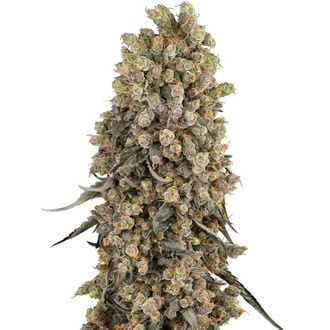 Atomic Blue Dream (Sensi Seeds) Feminiserade