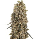 Atomic Blue Dream (Sensi Seeds) Feminiserade