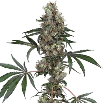Chemberries (White Label) feminiserade cannabisfr&ouml;n