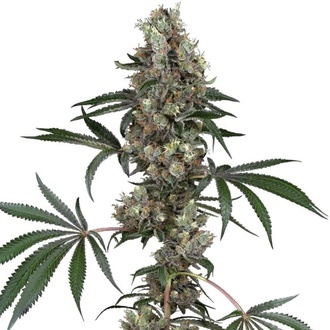 Chemberries (White Label) Feminiserade