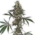 Chemberries (White Label) Feminiserade