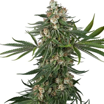 Fallout OG (White Label) feminiserade cannabisfr&ouml;n
