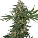 Fallout OG (White Label) Feminiserade